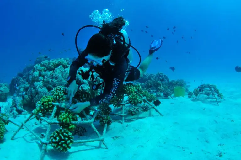 Why You Should Go to Four Seasons Resorts Maldives: Where Luxury Meets Marine Conservation