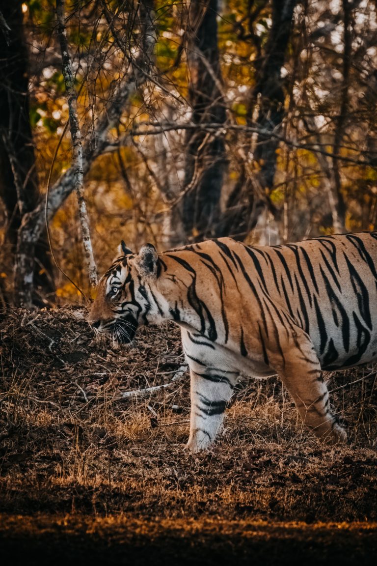 The Serai Wilderness Package: Your Golden Season Escape to Kabini & Bandipur
