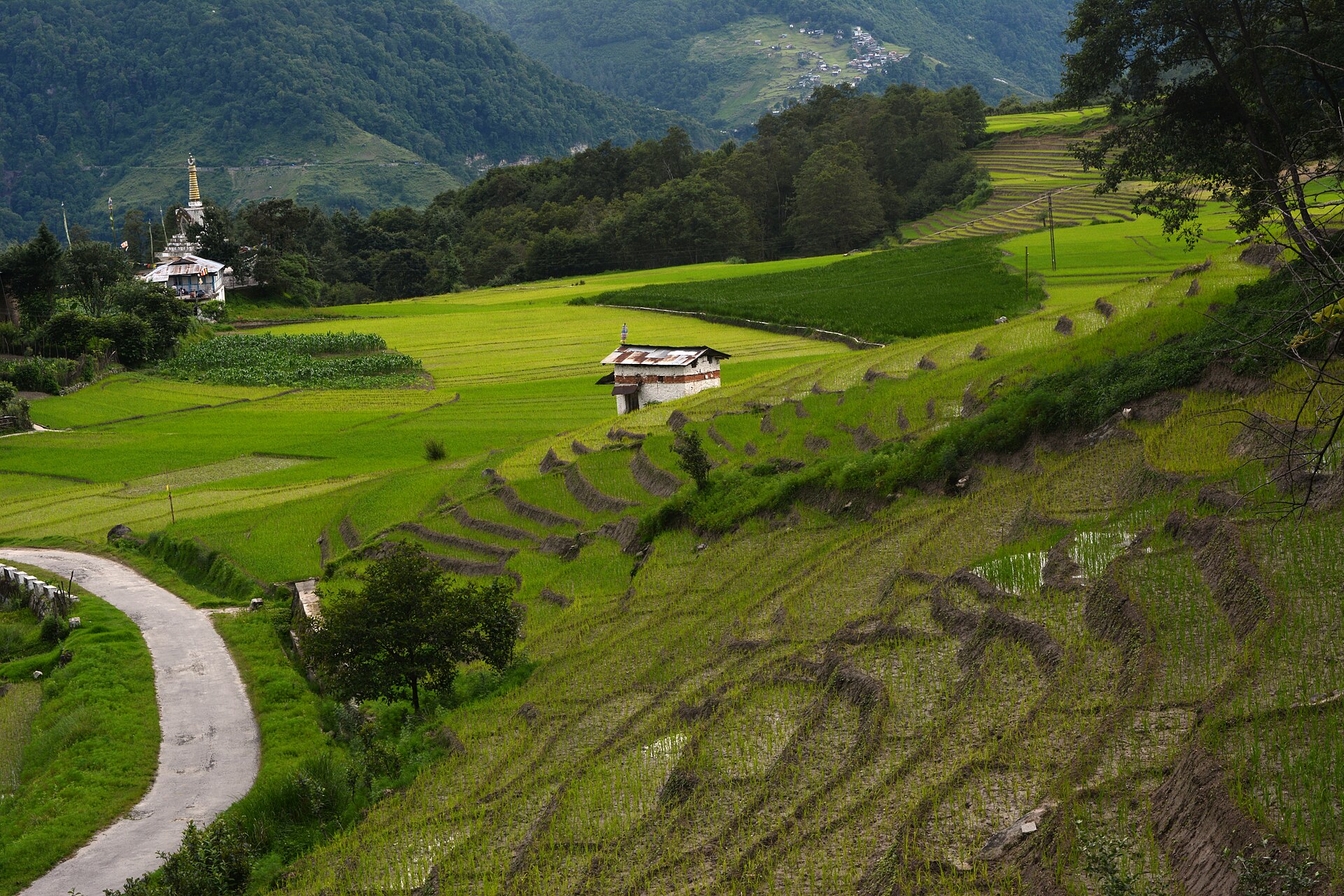 Green paddy fields surrounded by wooded hills in Ziro Valley, Arunachal Pradesh