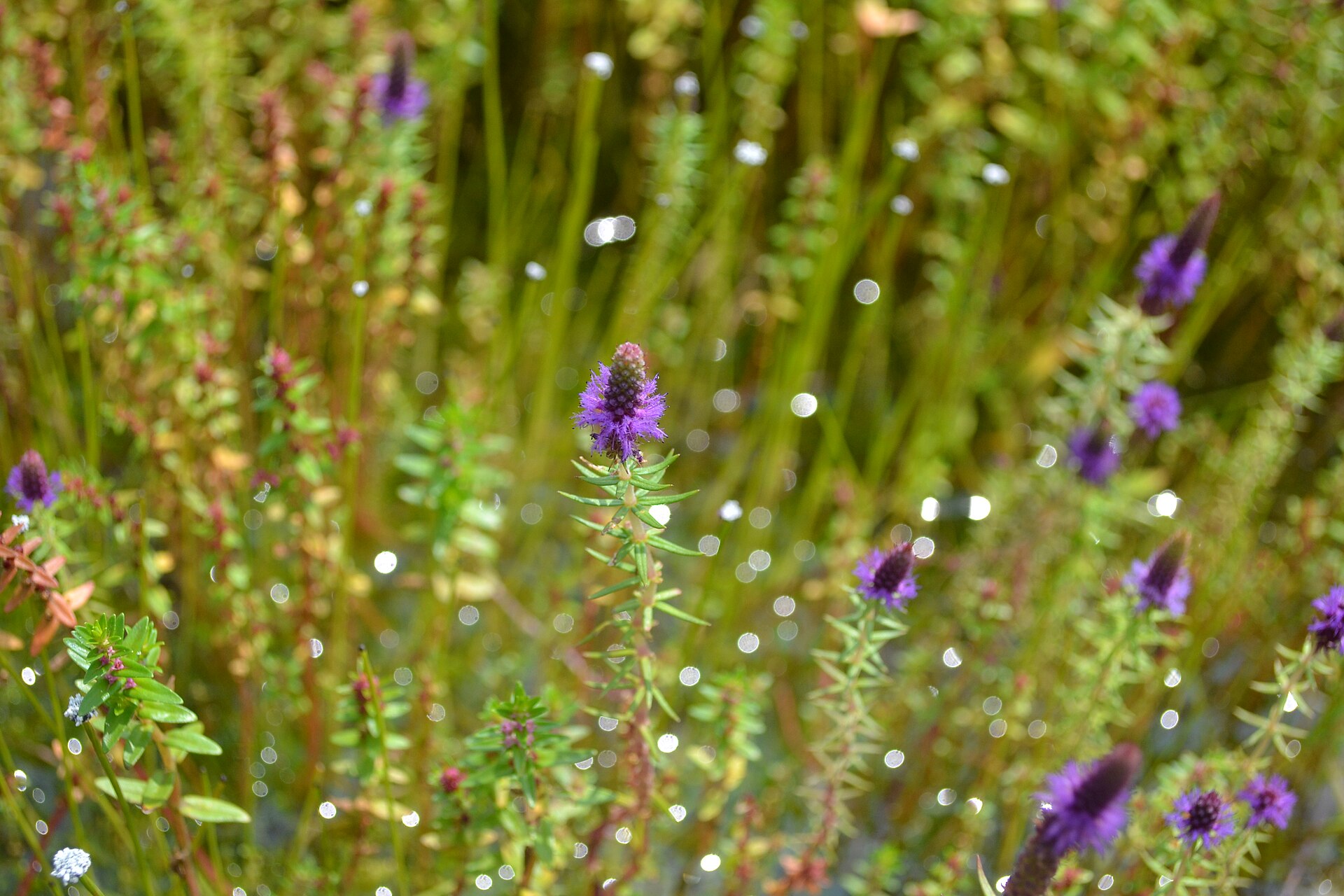 Purple wildflowers among green grasses on Kaas Plateau, Maharashtra